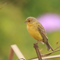 Szafranka peruwiańska - Raimondi's Yellow-Finch