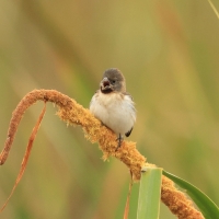 Ziarnojadek rudobrody - Chestnut-throated Seedeater