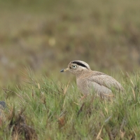 Kulon peruwiański - Peruvian Thick-knee