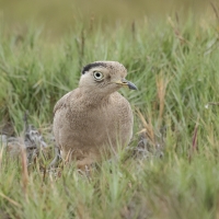 Kulon peruwiański - Peruvian Thick-knee