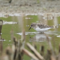 Biegus karłowaty - Calidris minutilla - Least Sandpiper