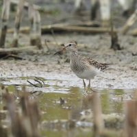 Biegus arktyczny - Pectoral Sandpiper