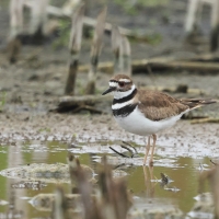 Sieweczka krzykliwa, Charadrius vociferus, Killdeer