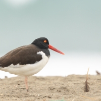 Ostrygojad brunatny - American Oystercatcher