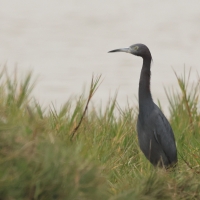 Czapla śniada, Egretta caerulea, Little Blue Heron
