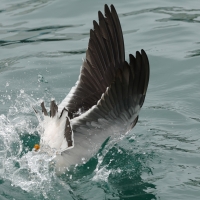 Mewa pręgosterna - Band-tailed Gull