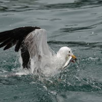 Mewa pręgosterna - Band-tailed Gull