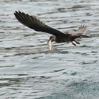 Rybitwa wąsata - Inca Tern