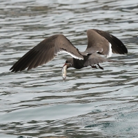 Rybitwa wąsata - Inca Tern