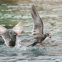 Rybitwa wąsata - Inca Tern