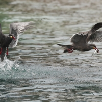 Rybitwa wąsata - Inca Tern
