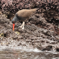 Ostrygojad brunatny - American Oystercatcher