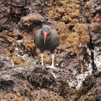 Ostrygojad brunatny - American Oystercatcher