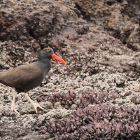 Ostrygojad brunatny - American Oystercatcher