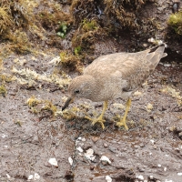 Brzegowiec - Surfbird