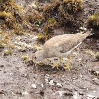 Brzegowiec - Surfbird