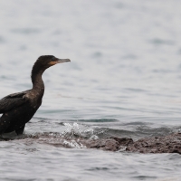 Kormoran oliwkowy - Neotropic Cormorant