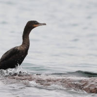 Kormoran oliwkowy - Neotropic Cormorant