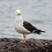 Mewa pręgosterna - Band-tailed Gull