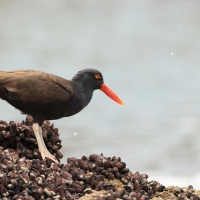 Ostrygojad brunatny - American Oystercatcher