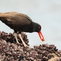 Ostrygojad brunatny, Haematopus palliatus, American Oystercatcher