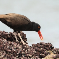 Ostrygojad brunatny - American Oystercatcher