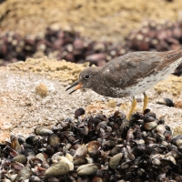 Kamusznik - Arenaria interpres - Ruddy Turnstone