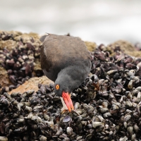 Ostrygojad brunatny - American Oystercatcher