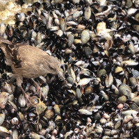 Trzęsiogon Taczanowskiego - Surf Cinclodes