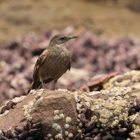 Trzęsiogon Taczanowskiego - Surf Cinclodes