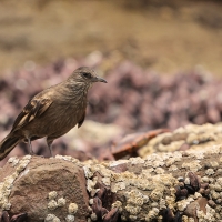 Trzęsiogon Taczanowskiego - Surf Cinclodes