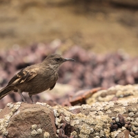 Trzęsiogon Taczanowskiego - Surf Cinclodes