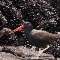 Ostrygojad brunatny - American Oystercatcher
