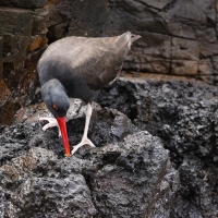 Ostrygojad brunatny - American Oystercatcher