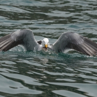 Mewa pręgosterna - Band-tailed Gull