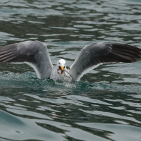 Mewa pręgosterna - Band-tailed Gull