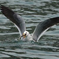 Mewa pręgosterna - Band-tailed Gull