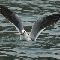 Mewa pręgosterna - Band-tailed Gull