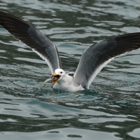 Mewa pręgosterna - Band-tailed Gull