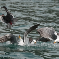 Mewa pręgosterna - Band-tailed Gull