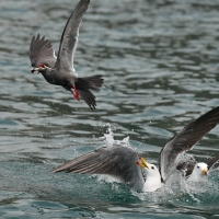 Mewa pręgosterna - Band-tailed Gull