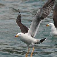 Mewa pręgosterna - Band-tailed Gull