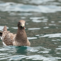 Mewa pręgosterna - Band-tailed Gull