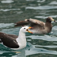 Mewa pręgosterna - Band-tailed Gull