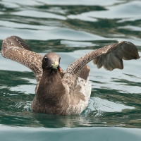 Mewa pręgosterna - Band-tailed Gull