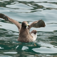 Mewa pręgosterna - Band-tailed Gull