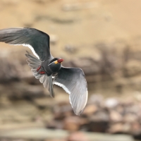 Rybitwa wąsata - Inca Tern