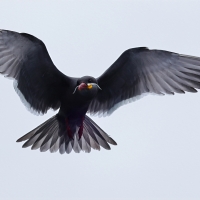 Rybitwa wąsata - Inca Tern