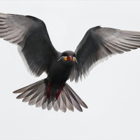Rybitwa wąsata - Inca Tern