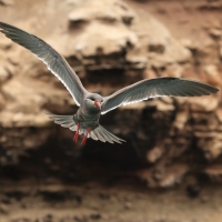 Rybitwa wąsata - Inca Tern
